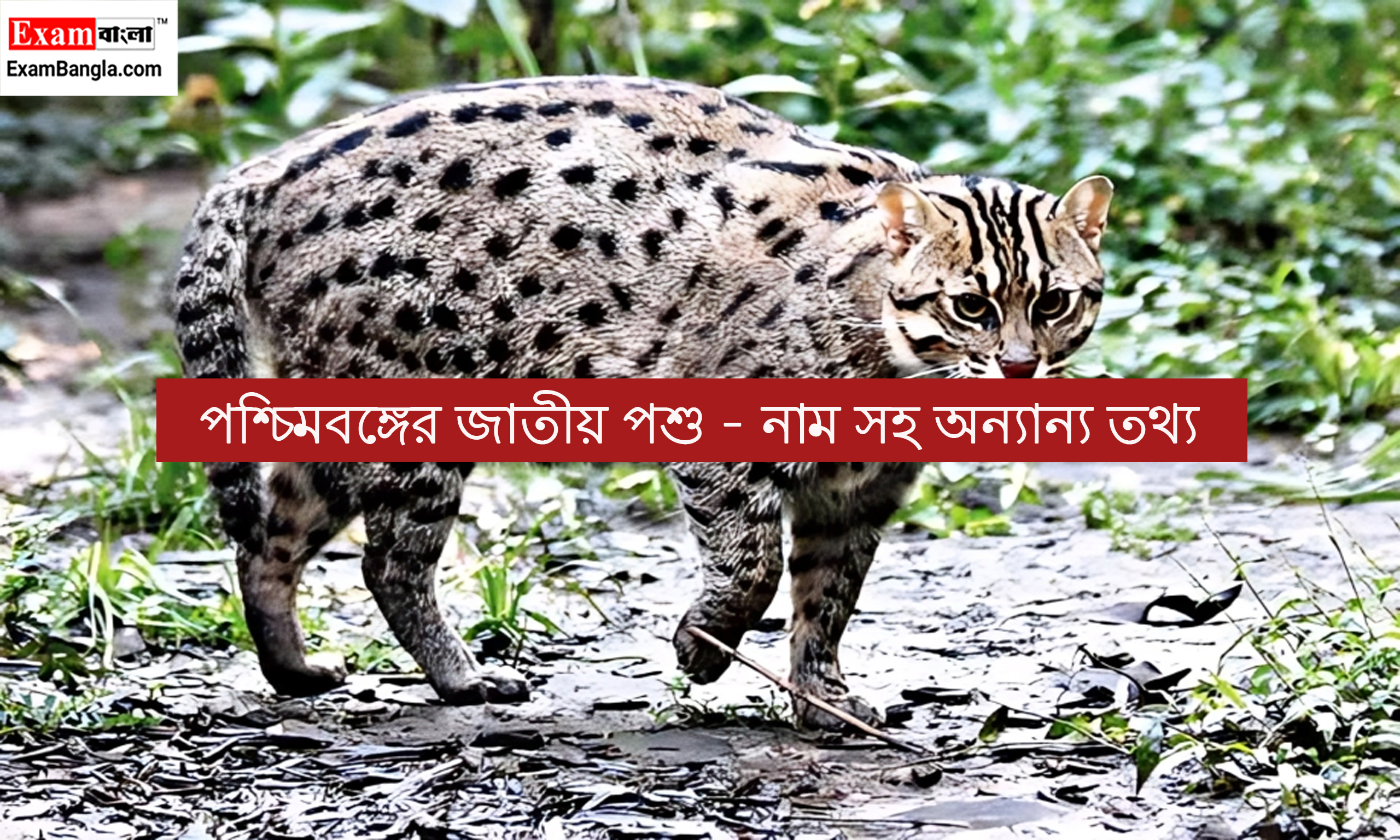 পশ্চিমবঙ্গের জাতীয় পশু