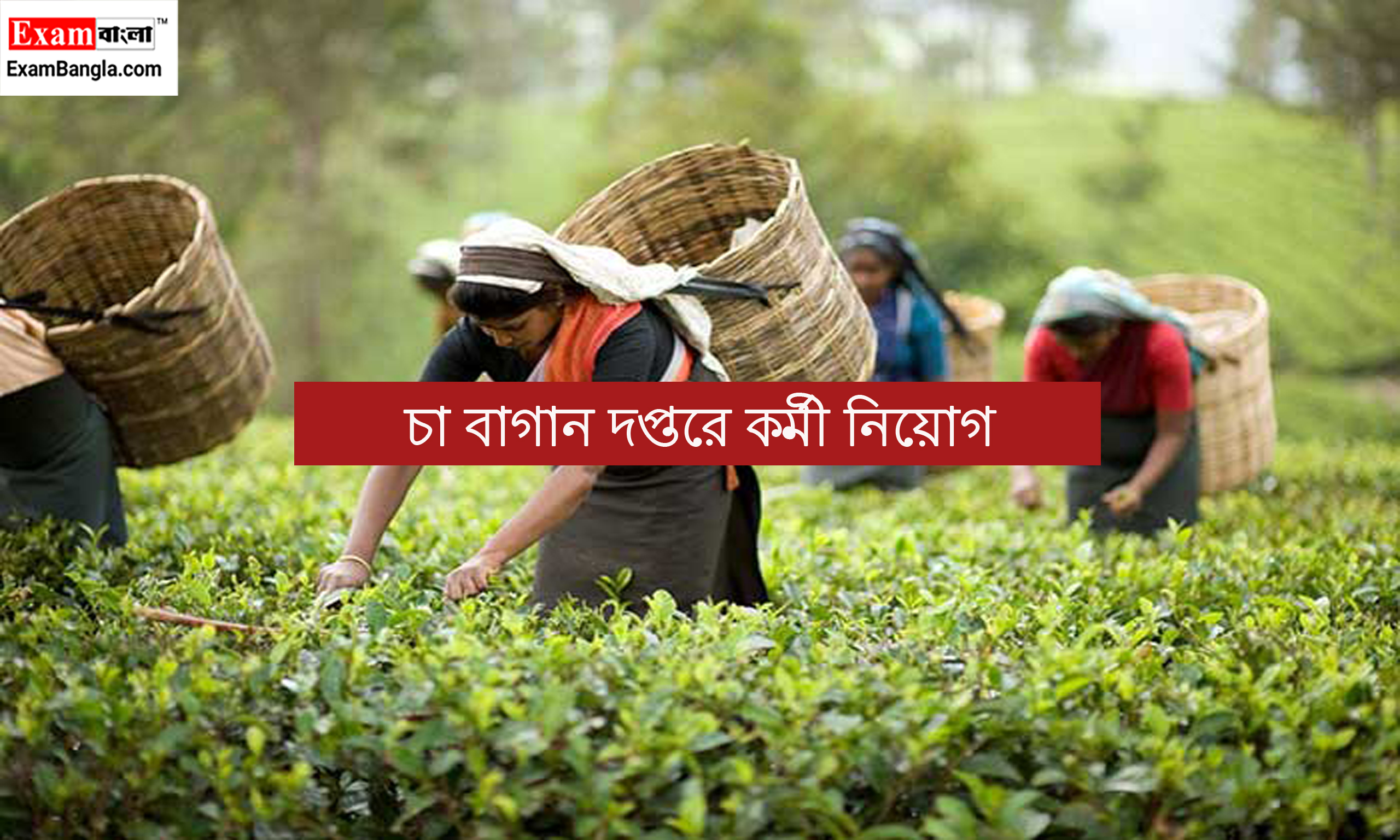 চা বাগান দপ্তরে কর্মী নিয়োগ